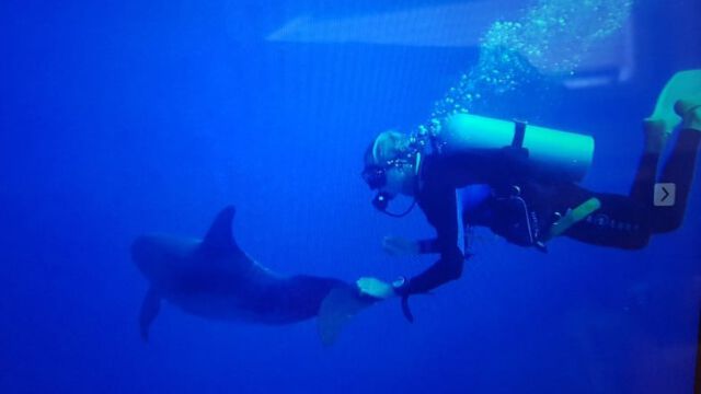 Hasifrett im Delfin-Streichelmodus - Hammer!