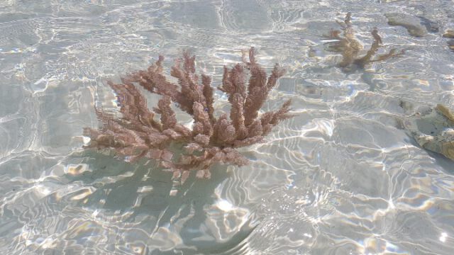 Korallen im kristallklaren Wasser
