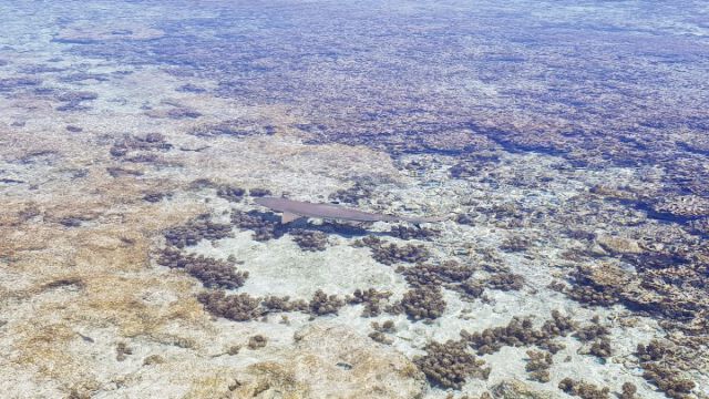 Glasklares Wasser beim Schnorcheln...mit meinen neuen Freunden: Riffhaien