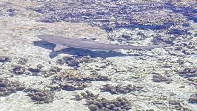 Schwarzspitzen Riffhai im warmen Wasser