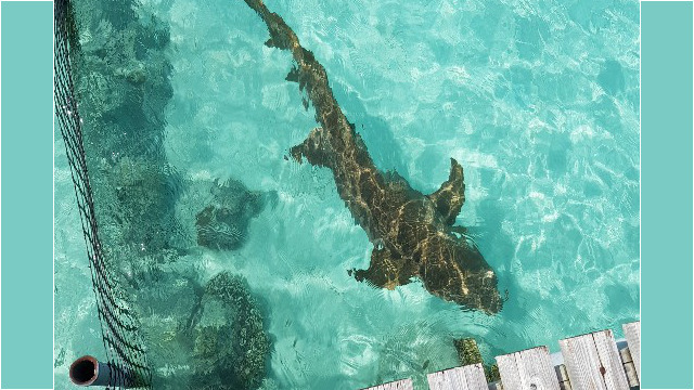 Ein Ammenhai direkt am Steg