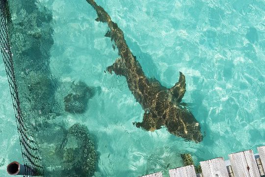 Ein Ammenhai direkt am Steg