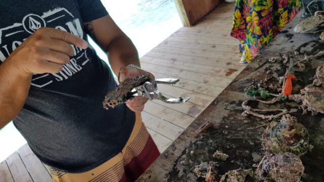 Die schwarze Auster wird geöffnet um den Perlenrohling einzupflanzen. Initial wird dies nur von japanischen Spezialisten durchgeführt. Nach 2 Jahren kann das erste Mal geerntet werden.
