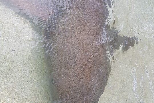 Ein riesiger Ammenhai vor meinen Füßen!!