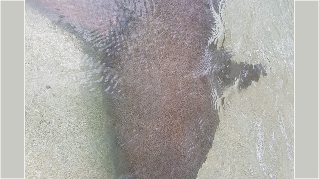 Ein riesiger Ammenhai vor meinen Füßen!!