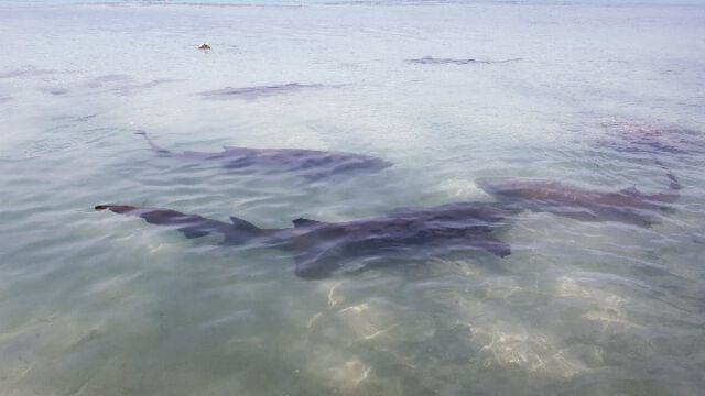 Sechs riesige Ammenhaie gammeln im seichten Wasser an der Straße