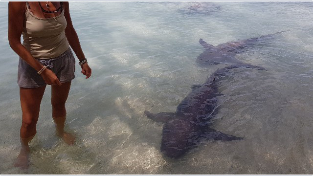 Hasifrett vs. Ammenhai