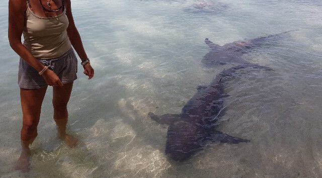 Hasifrett vs. Ammenhai