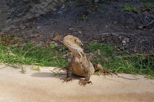 Geschützte "sea dragons"