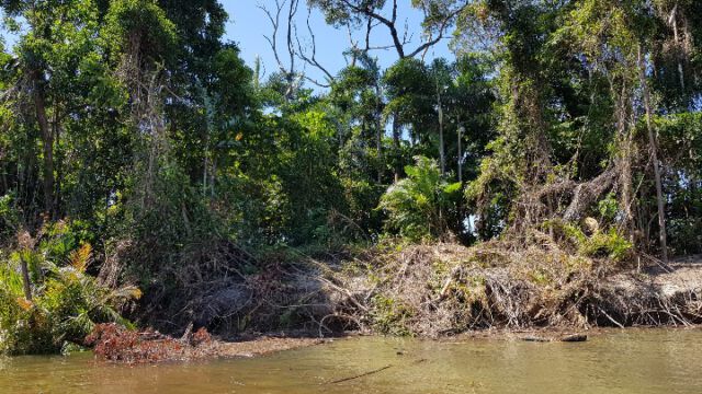 Daintree River: Auf der Suche nach Krokodilen