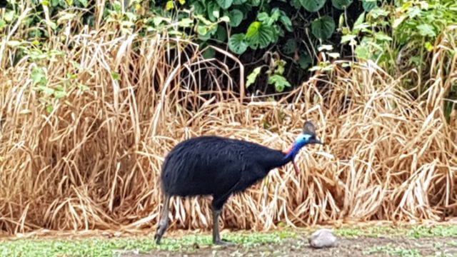 Ein Helmkasuar (streng geschützt) im Garten