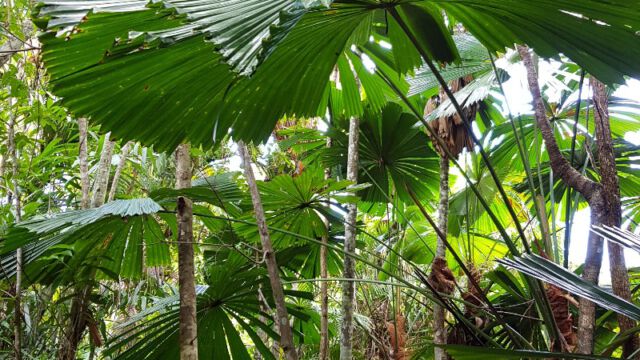 Riesige Palmblätter im Licuala National Park