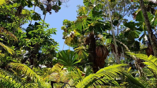 Licuala National Park