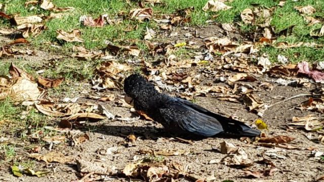 Verschiedene Papageien überall