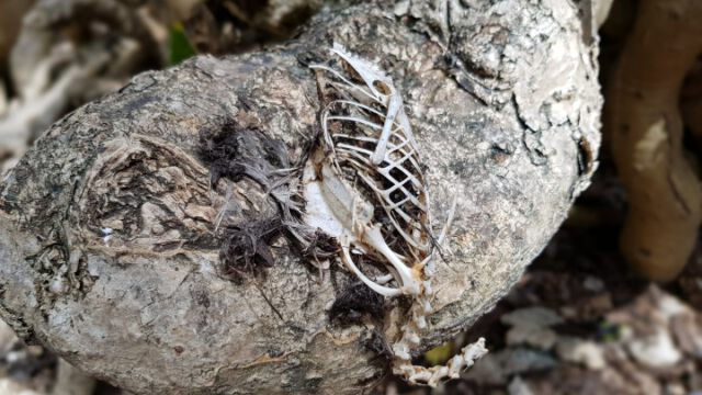 Baum frisst Vogel :-)