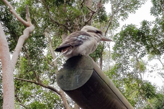 Ein Kookaburra / Jägerliest (auch: Lachender Hans)