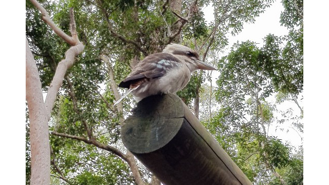 Ein Kookaburra / Jägerliest (auch: Lachender Hans)