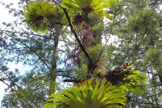 Wunderschöne Baumfarne