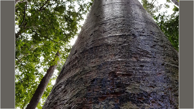 Der größte Baum auf der Insel ist 86 m hoch und 4 m dick. Wahnsinn!