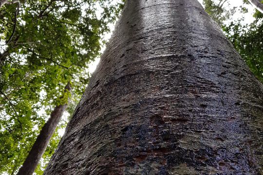 Der größte Baum auf der Insel ist 86 m hoch und 4 m dick. Wahnsinn!