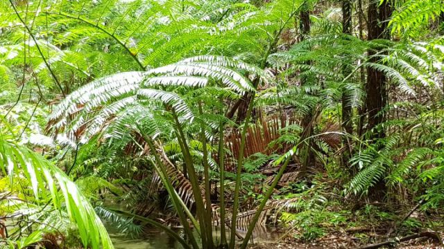 2000 Jahre alter Königsfarn, Krone 6 m breit