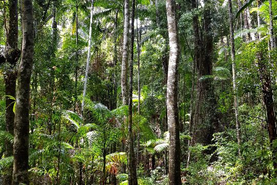 Am Creek entlang durch den Dschungel
