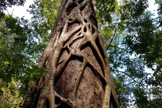 Wahnsinnige Baumgeflechte
