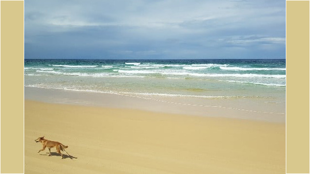 Ein Dingo am Strand