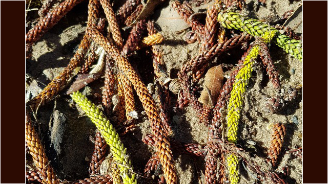 Komische Baum"zapfen", bzw. Riesen-Nadeln