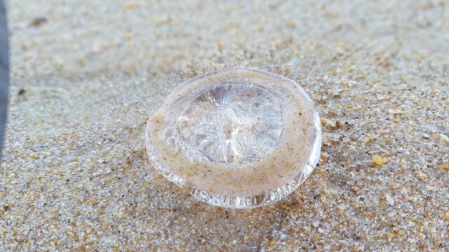 Qualle entdeckt. Art unbekannt. Hoffe nicht giftig.